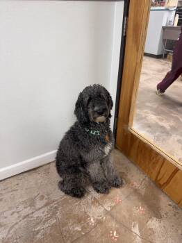 Zeus -  Standard Poodle and Bernese Mountain Dog Dog for Adoption in Bangs, Texas - Zeus | PetCurious