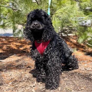 Cocker Spaniel Dogs Available for Adoption - Charlie | PetCurious