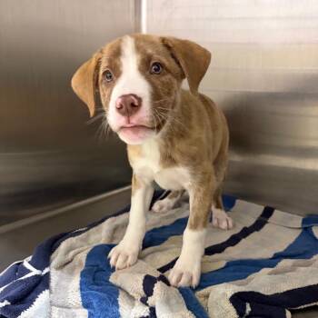Lincoln 22537 -  Mountain Cur and Mixed Breed Dog for Adoption in Cumming, Georgia - Lincoln 22537 | PetCurious