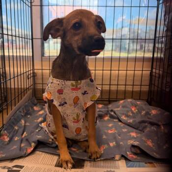 Miss Charlotte -  Chihuahua Dog for Adoption in San Antonio, Texas - Miss Charlotte | PetCurious