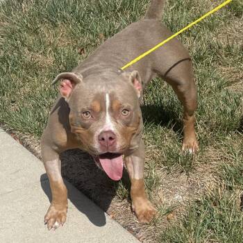Piglet -  American Bulldog and Pit Bull Terrier Dog for Adoption in Farmersville, Ohio - Piglet | PetCurious