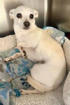 Freya -  Chihuahua Dog for Adoption in Maryville, Tennessee - Freya | PetCurious