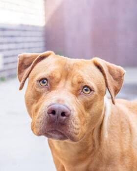 Ponzu -  Mixed Breed Dog for Adoption in Chamblee, Georgia - Ponzu | PetCurious