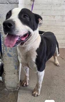 RILEY -  Pit Bull Terrier Dog for Adoption in San Bernardino, California - RILEY | PetCurious