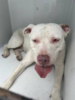 A661449 -  Pit Bull Terrier and Mixed Breed Dog for Adoption in Houston, Texas - A661449 | PetCurious