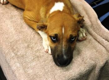 Rescue Black Mouth Cur and Mixed Breed Dogs for Adoption in Picayune, Mississippi - Foster | PetCurious