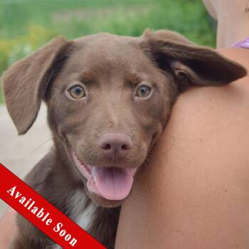 Sage -  Black Labrador Retriever and Australian Shepherd Dog for Adoption in Huntley, Illinois - Sage | PetCurious