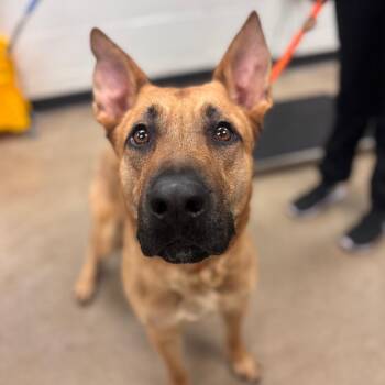 Mixed Breed and German Shepherd Dog Dogs Available for Adoption - Mator | PetCurious