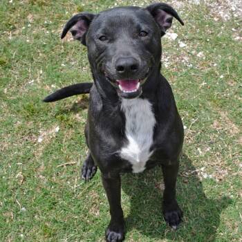 Labrador Retriever and Pit Bull Terrier Dogs Available for Adoption in Beaumont, Texas - Champ | PetCurious