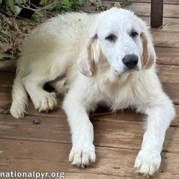 Crispin in VA - Loves To Be Brushed -  Great Pyrenees and Bloodhound Dog for Adoption in Beacon, New York - Crispin In VA - Loves To Be Brushed | PetCurious
