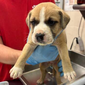 Troy -  Terrier and Mixed Breed Dog for Adoption in Birmingham, Alabama - Troy | PetCurious
