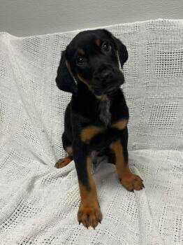 Auggie -  Bloodhound Dog for Adoption in Maryville, Missouri - Auggie | PetCurious