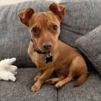 Honey -  Chihuahua Dog for Adoption in Oswego, Illinois - Honey | PetCurious