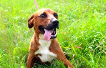 Pugsly -  Boxer and Labrador Retriever Dog for Adoption in Jacksonville, Texas - Pugsly | PetCurious