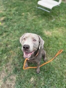 Rescue Labrador Retriever and Mixed Breed Dogs for Adoption in Louisville, Kentucky - BAYMAX | PetCurious