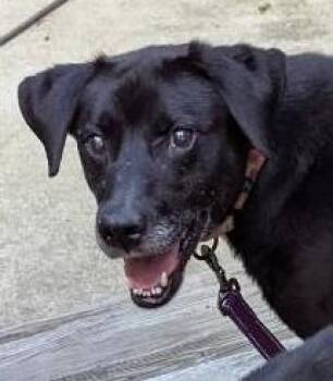 Rocky -  Labrador Retriever and Retriever Dog for Adoption in Louisa, Virginia - Rocky | PetCurious