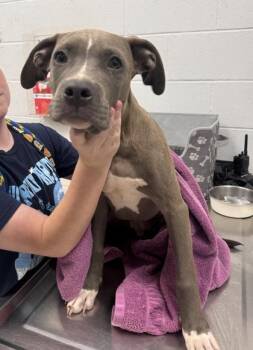 Denim -  Pit Bull Terrier and Mixed Breed Dog for Adoption in Kansas City, Missouri - Denim | PetCurious