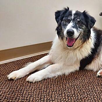 Phil -  Australian Shepherd Dog for Adoption in Falls Creek, Pennsylvania - Phil | PetCurious