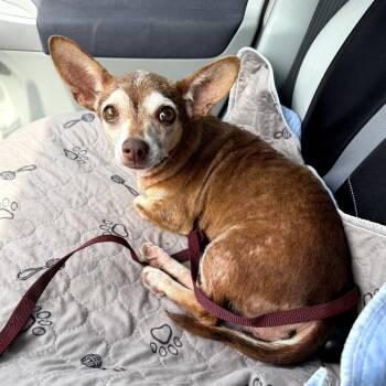 Apricot -  Chihuahua Dog for Adoption in Durham, North Carolina - Apricot | PetCurious