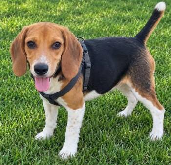 Hazel -  Beagle Dog for Adoption in Hopkinton, Massachusetts - Hazel | PetCurious