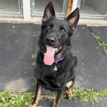 Wall-E -  German Shepherd Dog Dog for Adoption in Marshall, Virginia - Wall-E | PetCurious