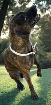 Love -  American Bulldog Dog for Adoption in Kingman, Arizona - Love | PetCurious