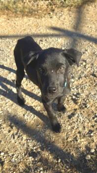 26-635 Cobalt -  Labrador Retriever and Mixed Breed Dog for Adoption in Barnesville, Georgia - 26-635 Cobalt | PetCurious