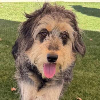 Maple -  Bearded Collie and Terrier Dog for Adoption in Walnut Creek, California - Maple | PetCurious