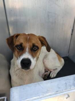 Terrier Dogs Available for Adoption in San Antonio, Texas - FLOR | PetCurious