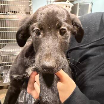 Beastboy -  Mixed Breed Dog for Adoption in Chattanooga, Tennessee - Beastboy | PetCurious