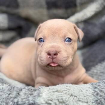 Oscar the Grouch -  Labrador Retriever and Mixed Breed Dog for Adoption in Kanab, Utah - Oscar The Grouch | PetCurious