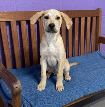 **WADE** -  Labrador Retriever Dog for Adoption in North Prairie, Wisconsin - **WADE** | PetCurious