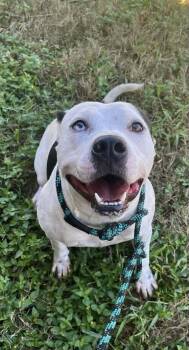 Rescue Pit Bull Terrier Dogs for Adoption in Ocean Township, New Jersey - Bee - Your Loyal Shadow | PetCurious