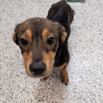 Bosco -  Dachshund and Terrier Dog for Adoption in Hattiesburg, Mississippi - Bosco | PetCurious