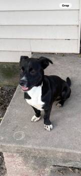 Oreo -  Terrier Dog for Adoption in Blytheville, Arkansas - Oreo | PetCurious