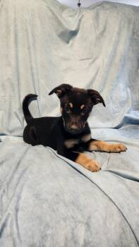 Rescue German Shepherd Dog and Mixed Breed Dogs for Adoption in Austin, Texas - Faora AL | PetCurious