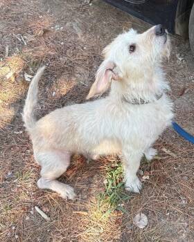 Nutter -  Schnauzer Dog for Adoption in Muldrow, Oklahoma - Nutter | PetCurious