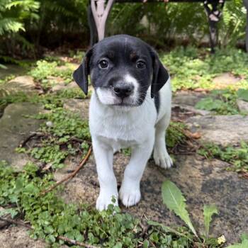 Retriever and Mixed Breed Dogs Available for Adoption in Minneapolis, Minnesota - Calloway | PetCurious