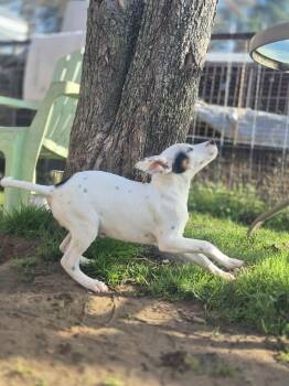 Rescue Terrier Dogs for Adoption in Dover, Arkansas - Chrysler | PetCurious