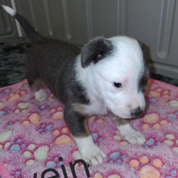 Vein 3893 -  Mixed Breed Dog for Adoption in Loxahatchee Groves, Florida - Vein 3893 | PetCurious