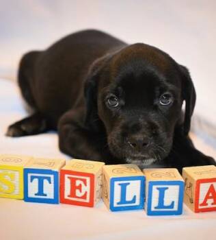 Rescue Mixed Breed Dogs for Adoption in Marietta, Georgia - Stella | PetCurious