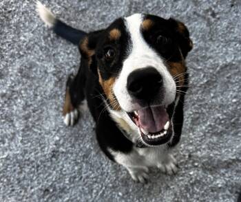 Rescue Mixed Breed Dogs for Adoption in Evansville, Indiana - Tharion | PetCurious