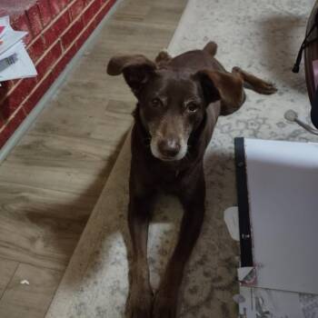 Chocolate Labrador Retriever and Mixed Breed Dogs Available for Adoption in Livingston, Texas - Hunter | PetCurious