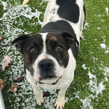 Rescue Mixed Breed Dogs for Adoption in Binghamton, New York - Ada | PetCurious