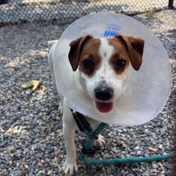 Starboard -  Jack Russell Terrier and Mixed Breed Dog for Adoption in York, Pennsylvania - Starboard | PetCurious