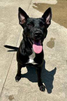 Rescue Retriever and Mixed Breed Dogs for Adoption in Morristown, New Jersey - Prada | PetCurious