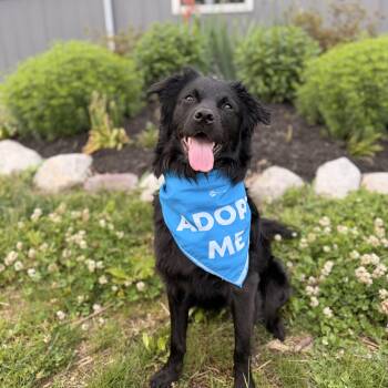 Luna -  Australian Shepherd and Flat Coated Retriever Dog for Adoption in Mettawa, Illinois - Luna | PetCurious