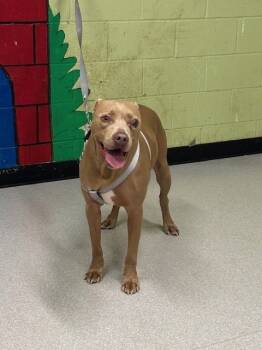 Rescue Pit Bull Terrier Dogs for Adoption in Indianapolis, Indiana - CHEWY | PetCurious