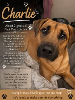 Charlie -  Black Mouth Cur Dog for Adoption - Charlie | PetCurious