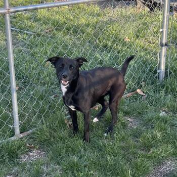Retriever Dogs Available for Adoption in Manchester, New Hampshire - Phoenix In NH! Come Meet Our Adoptable Dogs Wednesday-Saturday.  | PetCurious